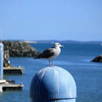 oleron loisirs mouette